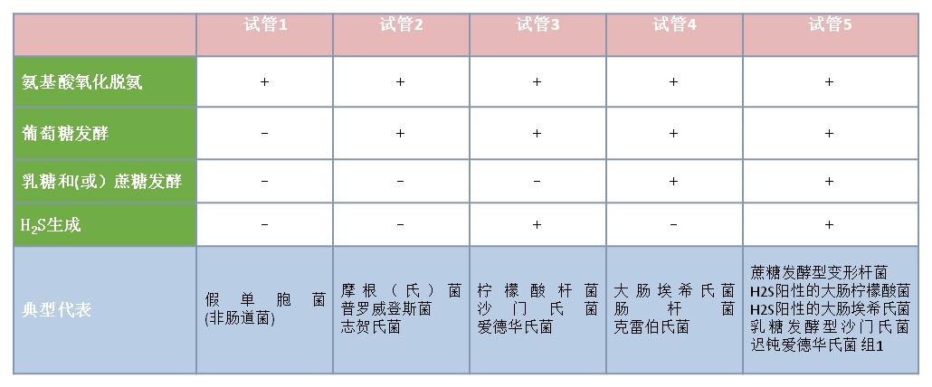 Triple Sugar Iron Agar 结果分析